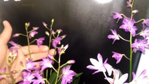 Орхидеи Барри ода какой у меня уход))
