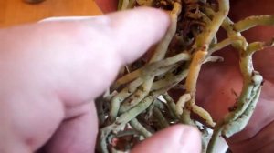 Фаленопсис первая пересадка после покупки  Phalaenopsis first transplant after purchase