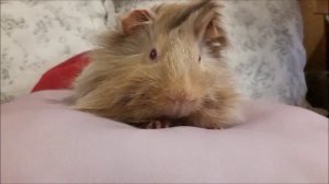 10 секретов перуанских морских свинок