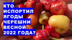 Кто это испортил все ягоды черешни в мае 2022 года?