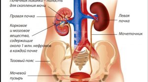 Ночной прием пищи способствует образованию камни в почках / мочекаменная болезнь