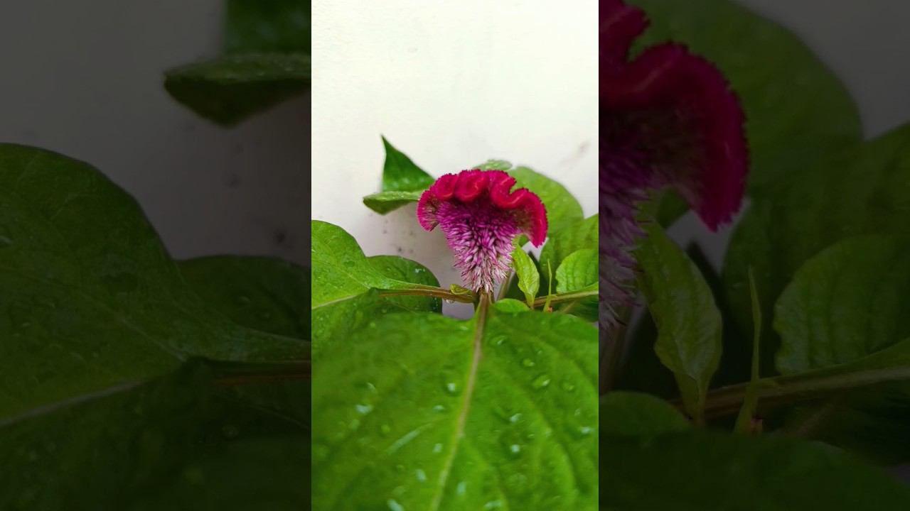 весна. всё цветёт #камбоджа смотреть онлайн