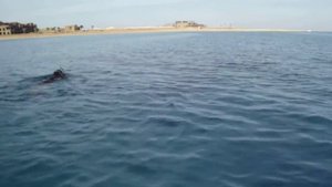 лодка электро катамаран и снорклинг в красном море