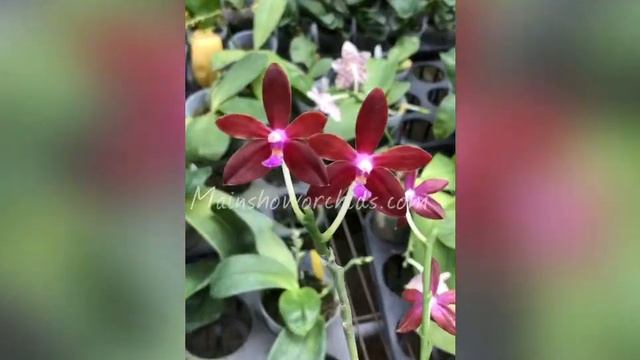 Phal. bastianii (full red) смотреть онлайн