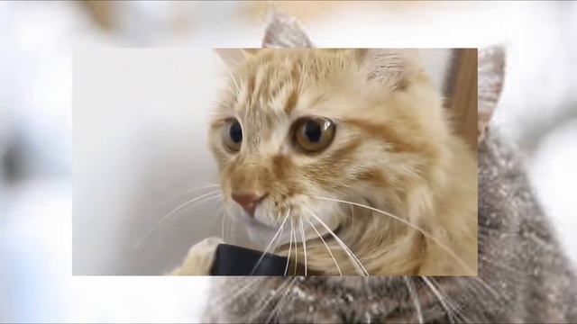 Кот и пылесос. Мега ржака!!! :DD смотреть онлайн