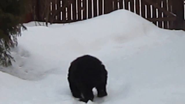 Хозяин Тайги из Зимнего Леса смотреть онлайн