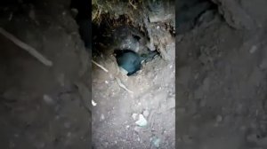 Норная охота на лису с таксами...