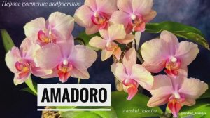 Phal. Amadoro x 3 🌸 Первые цветения трех деток Амадоро| Ароматная орхидея фаленопсис | Обзор сорта
