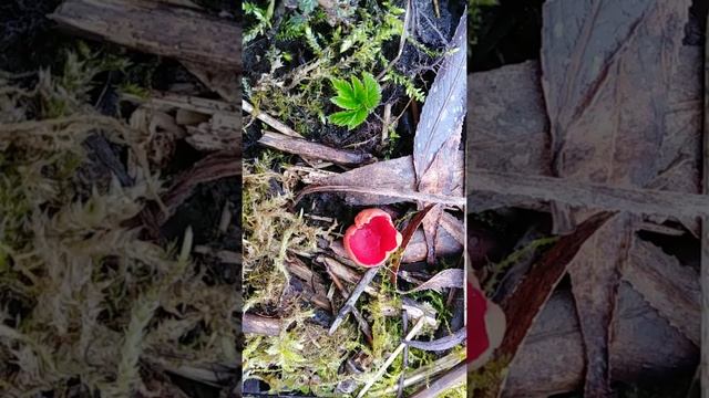 Первые грибы в марте. смотреть онлайн