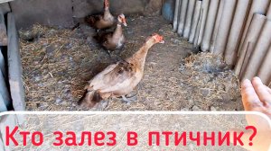 Потери в хозяйстве | Капельный полив для картошки | Первый урожай с сада