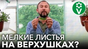 МЕЛЬЧАЮТ ВЕРХУШКИ ТОМАТОВ? Все полностью наладится, если их правильно подкормить!