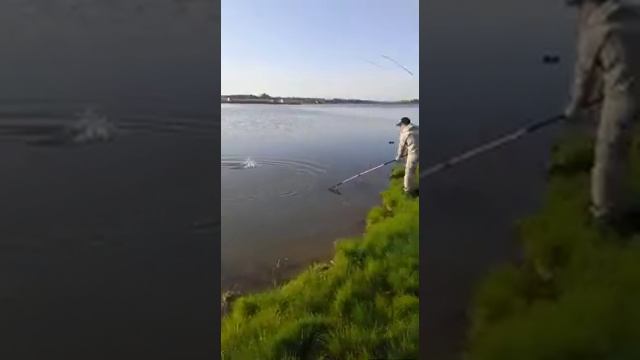 рыбалка на карпа,Саратовская область пруд Черноморец смотреть онлайн