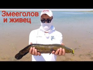 Экспедиция  в систему Арнасайских  озер , ловля змееголова на живца и на спининг