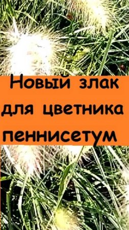 Новый злак для клумбы - ПЕННИСЕТУМ - шикарное украшение сада, показываю!