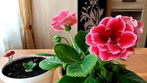 Глоксиния красная