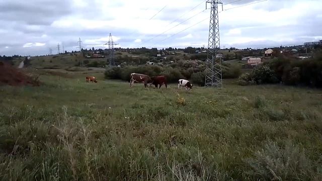 Бой быков, удар копытом в глаз смотреть онлайн