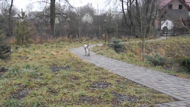 Азиз убегает смотреть онлайн