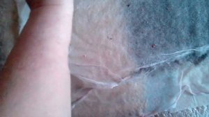 Валяние из шерсти. Шапка женская с ушками. Часть 4 - Смачивание раскладки и оборот шаблона.