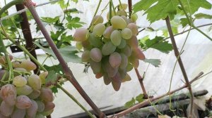 Виноград ДУБОВСКИЙ РОЗОВЫЙ