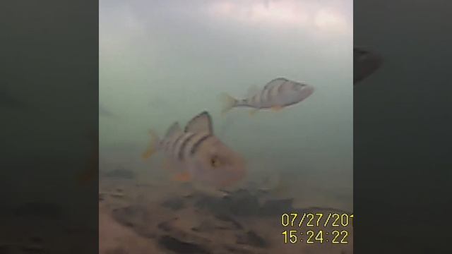 Рыбалка на платнике в Кокино смотреть онлайн