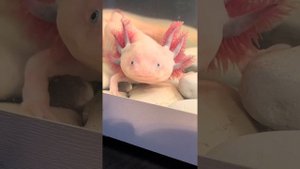 Полысели жабры у аксолотля. Как нарастить, сделать пышные жабры у аксолотля.