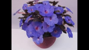 Ахименес - декоративное комнатное растение. Уход за цветком