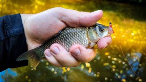 КАРАСИ В КАЖДОЙ ЯМКЕ / РЫБАЛКА на МОРМЫШКУ и НАНО КОЛЕБАЛКИ