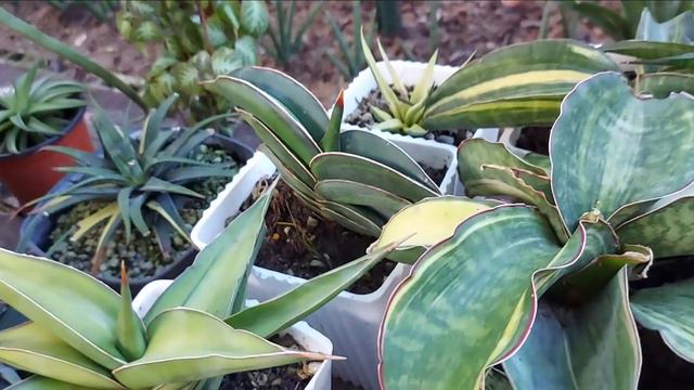 Plant Hunting @Padre Hora Garden | From Rare Cactus Collections, Sansevieria Rorida, Philos n mor смотреть онлайн