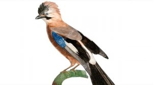 Н.И.Сладков  сказка    "Кто такой?"