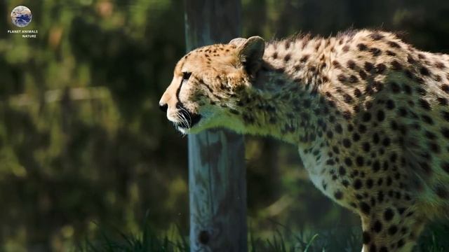 Гепард |  Життя гепардів у дикій природі | Cheetah | Guepard