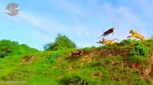 Буйвол спасаясь от гиен толкнул антилопу хищникам. Дикие животные в дикой природе.