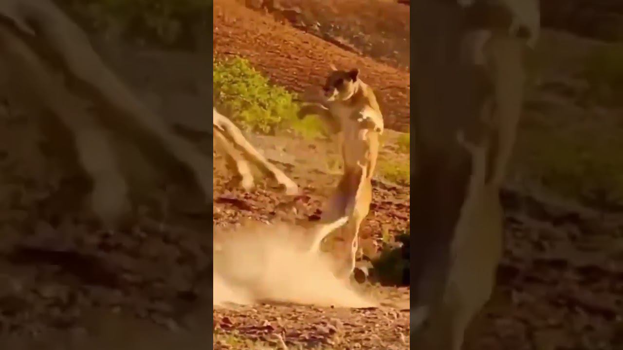 Битва хищников смотреть онлайн