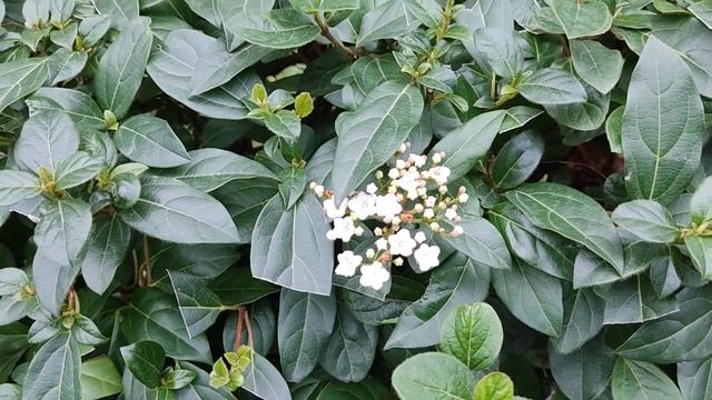 Мы приехали в санаторий МВД "Сосновый" под Туапсе. смотреть онлайн