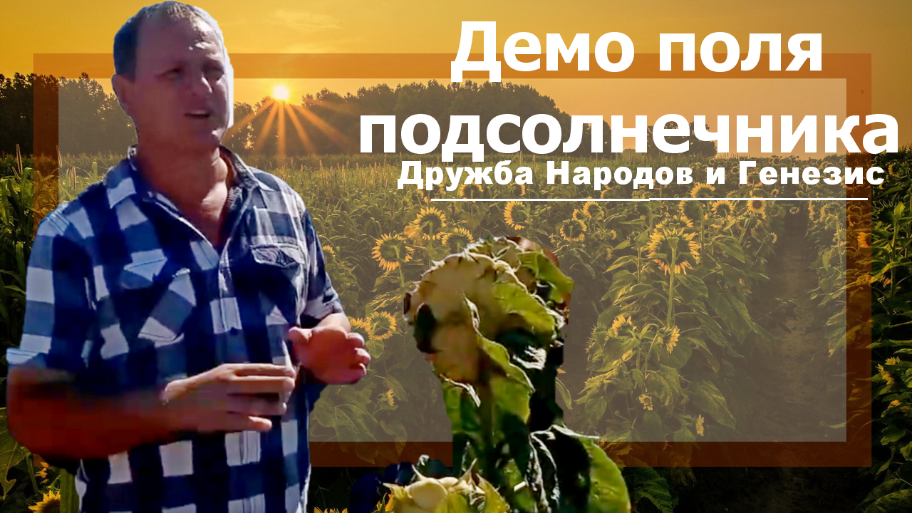Демо поля подсолнечника Дружба Народов и Генезис