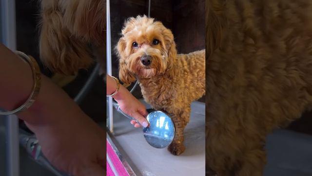 #maltipoo #maltipoolife #dogsofyoutube #dogbath #paws #cagnolino