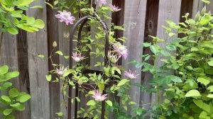 夏日初赏｜铁线莲爆花🥰  Clematis Flourishing ｜The joy of plants