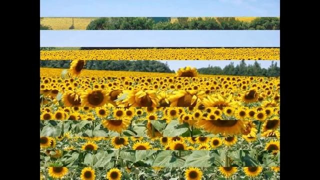 Подсолнухи