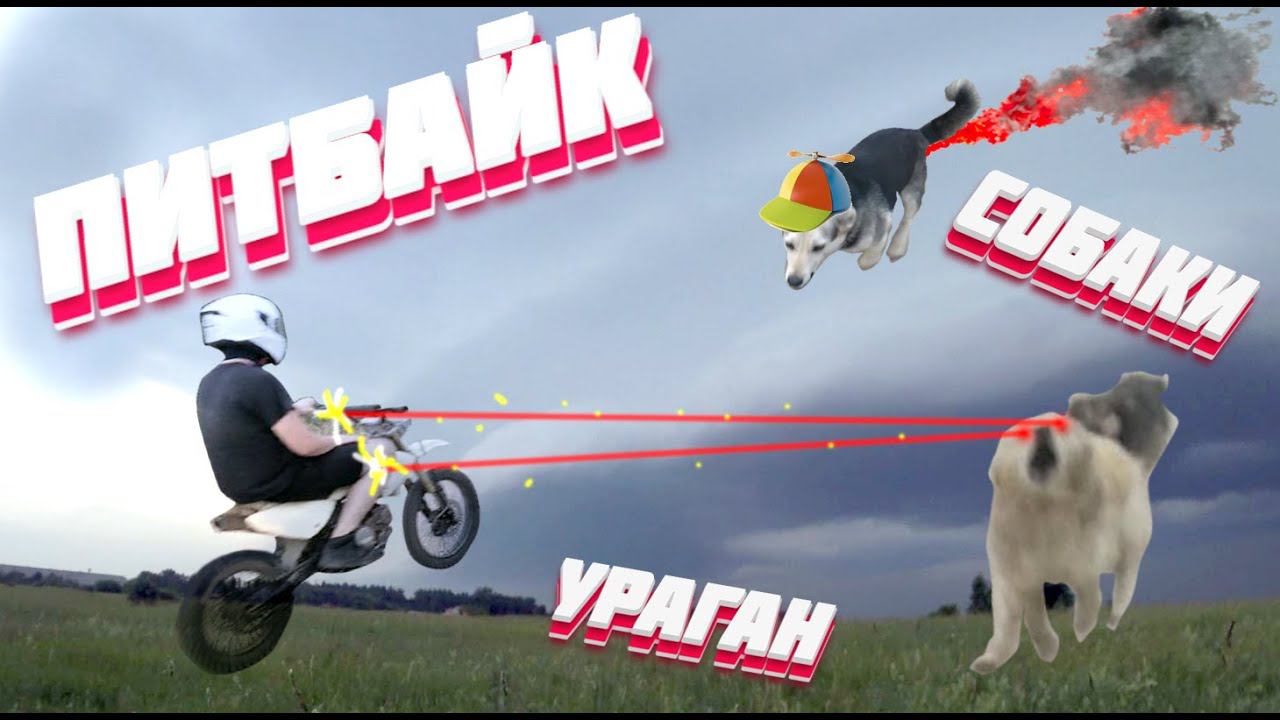 Питбайк, собаки, ураган смотреть онлайн