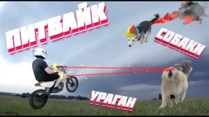 Питбайк, собаки, ураган