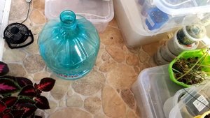 Тепличка для комнатных растений - бесплатно и удобно
