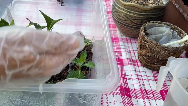 Результат черенкование крупнолистной гортензии смотреть онлайн