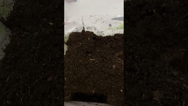 Сажаем рассаду смотреть онлайн