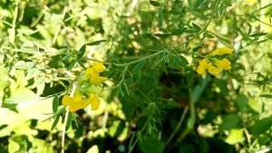 Чина луговая. Улучшаем умственную способность.