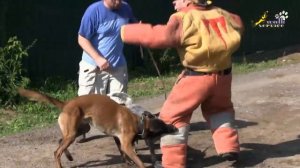 Дрессировка хилера, ЗКС, знакомство с фигурантом, помощь от малинуа