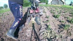 Окучиваю картошку на мотоблоке дисковым окучником.