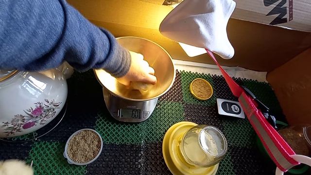 Суточные индюшата Хайбрид Конвертер и вес индюшонка