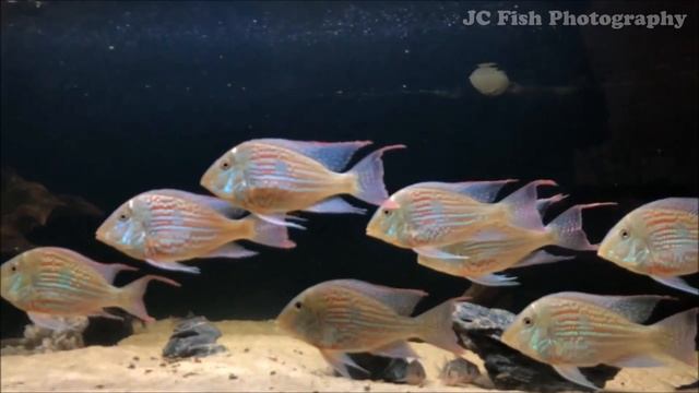 南美慈鯛 Geophagus sveni смотреть онлайн
