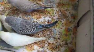 Сентябрята чешата и волнушки 1 сентябрь 2013