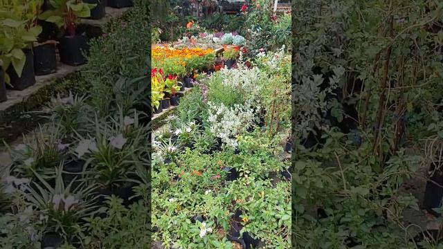 Nursery visits at Malaysia Part 1