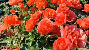 Роза Теодор Фонтейн Роуз в Подмосковье